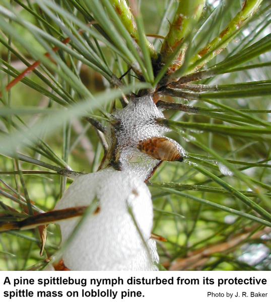 Pine spittlebug nymph